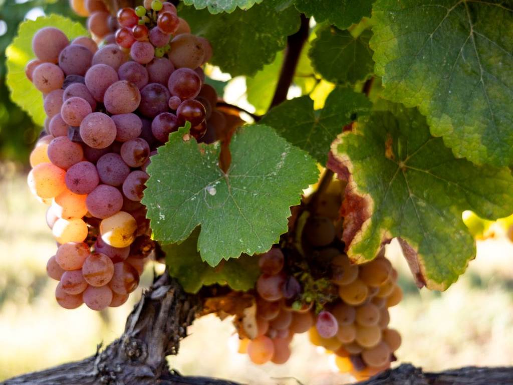 vendanges 2023 Blavet (41 sur 70)