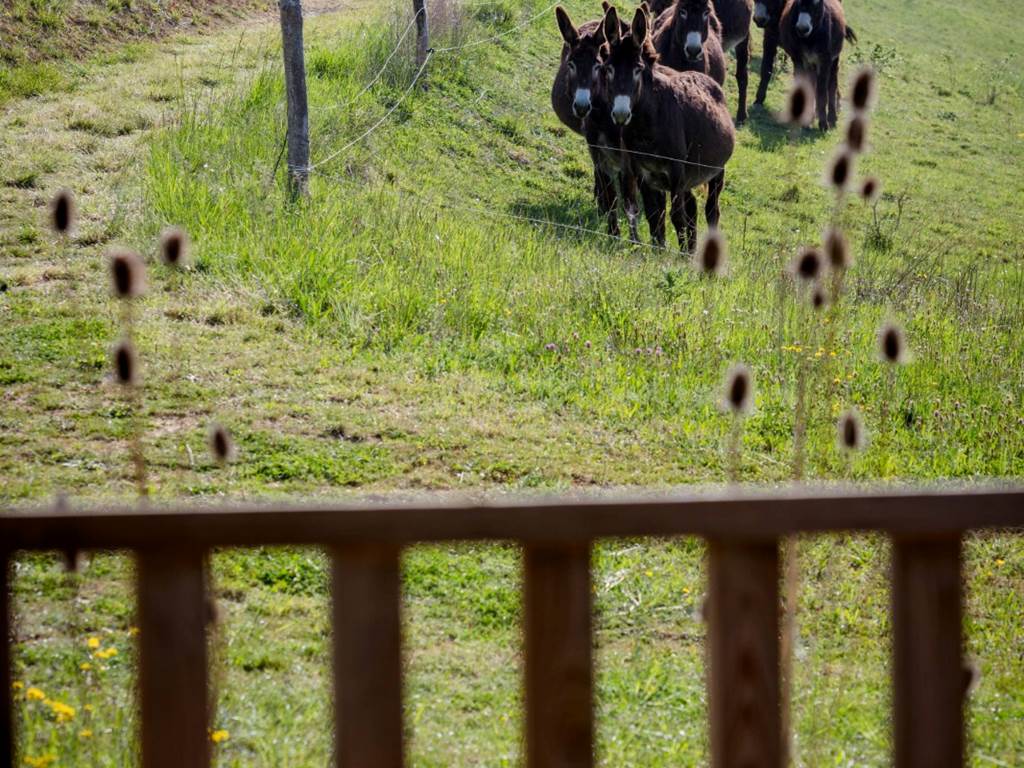 vue terrasse écolodge sunshine