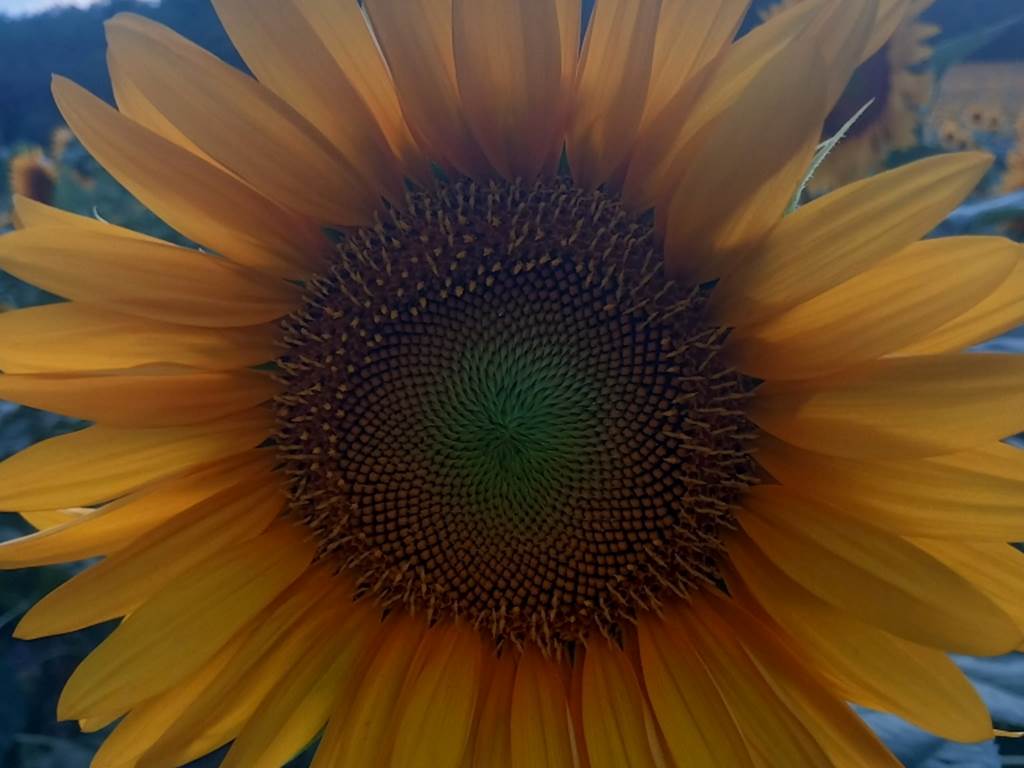 Tournesol1