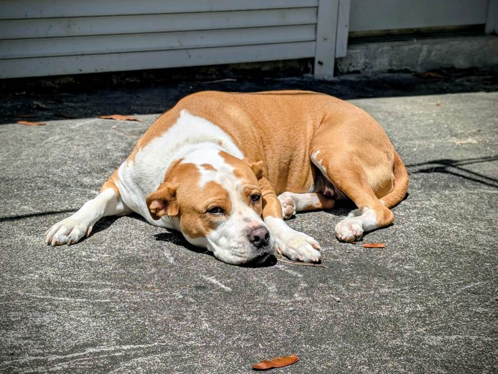 SIA toujours là pour accueillir