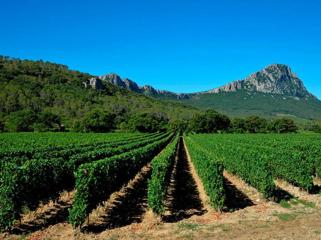 Vignes du Languedoc