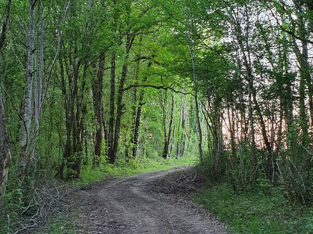 Forêt