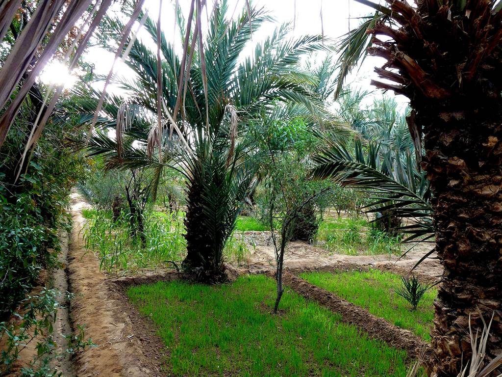 La palmeraie de Hassilabied
