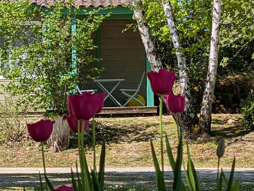 tulipe