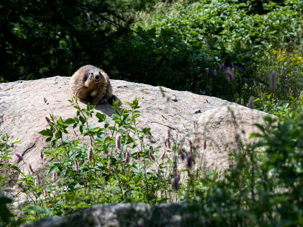 97393102_3062241057175434_2513873010075631616_n