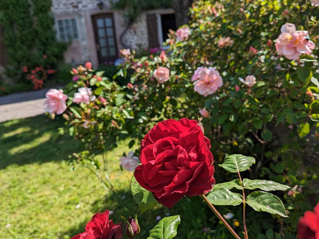 Rosier en fleur du jardin privatif de la Ferme de la Chevêche - Gîte des Monts d'Ambazac en Limousin