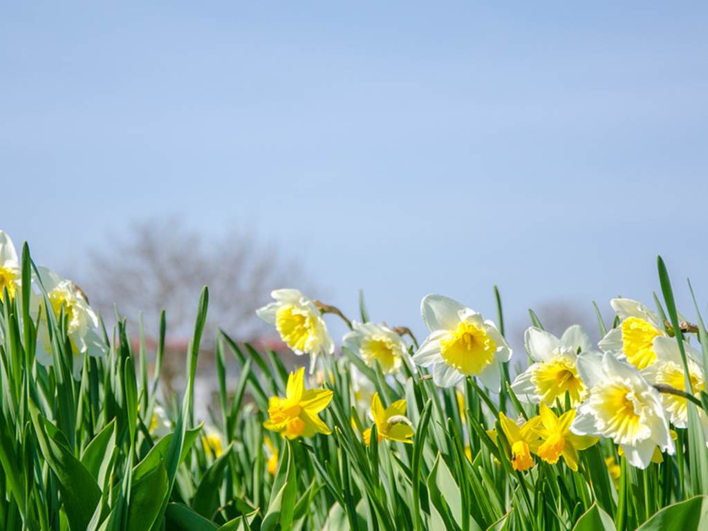 les jonquilles dans les vosges au printemps