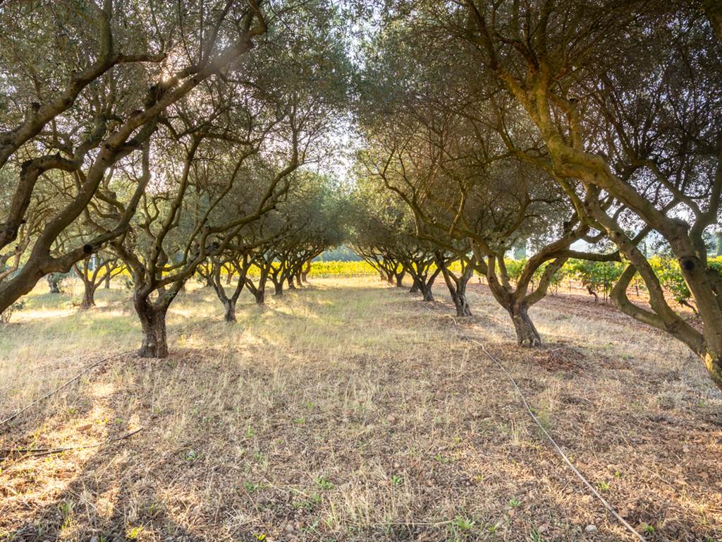 Domaine des Perirecedes BD-0091