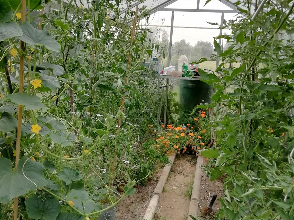 Jardin 7