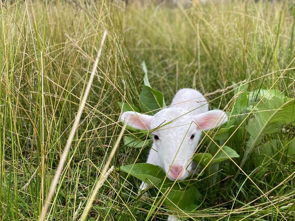 Labouroume, chambre à la ferme