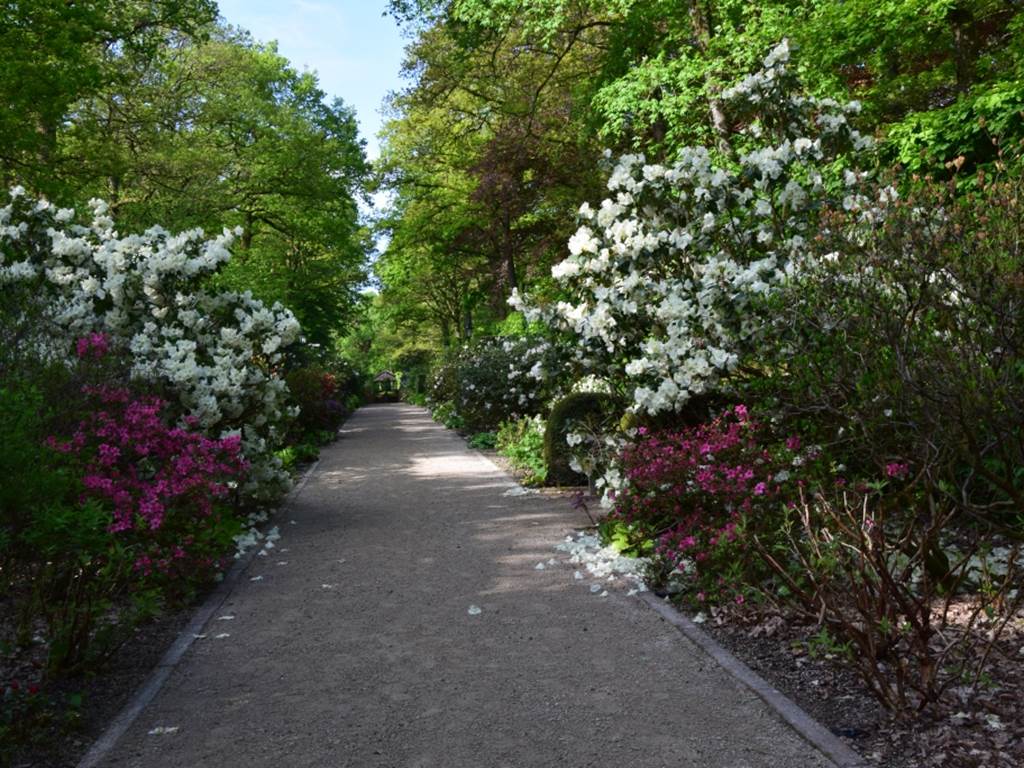 Une dizaine de jardins, où rhododendrons et azalées enchantent votre balade au printemps