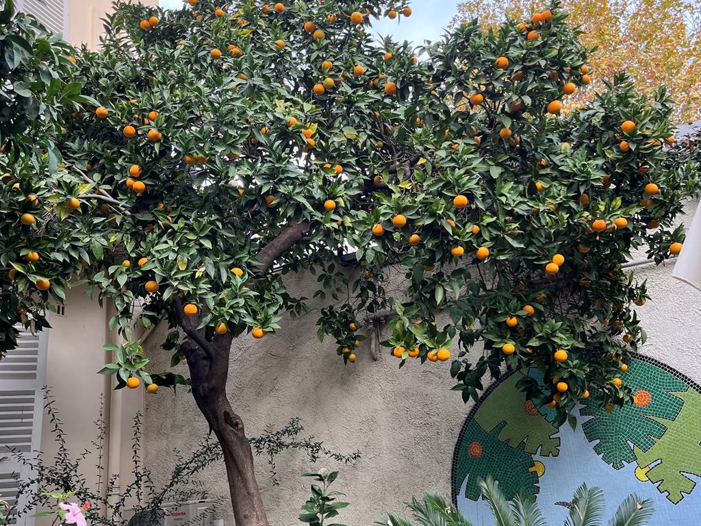 Oranger dans le jardin
