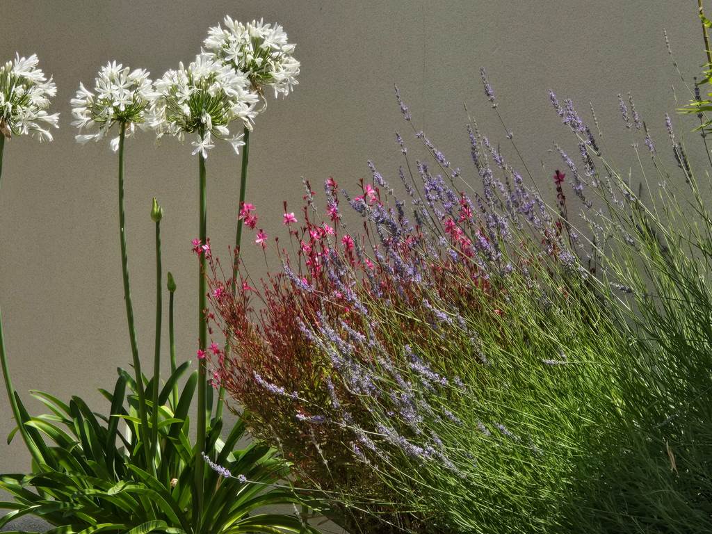 Plantes