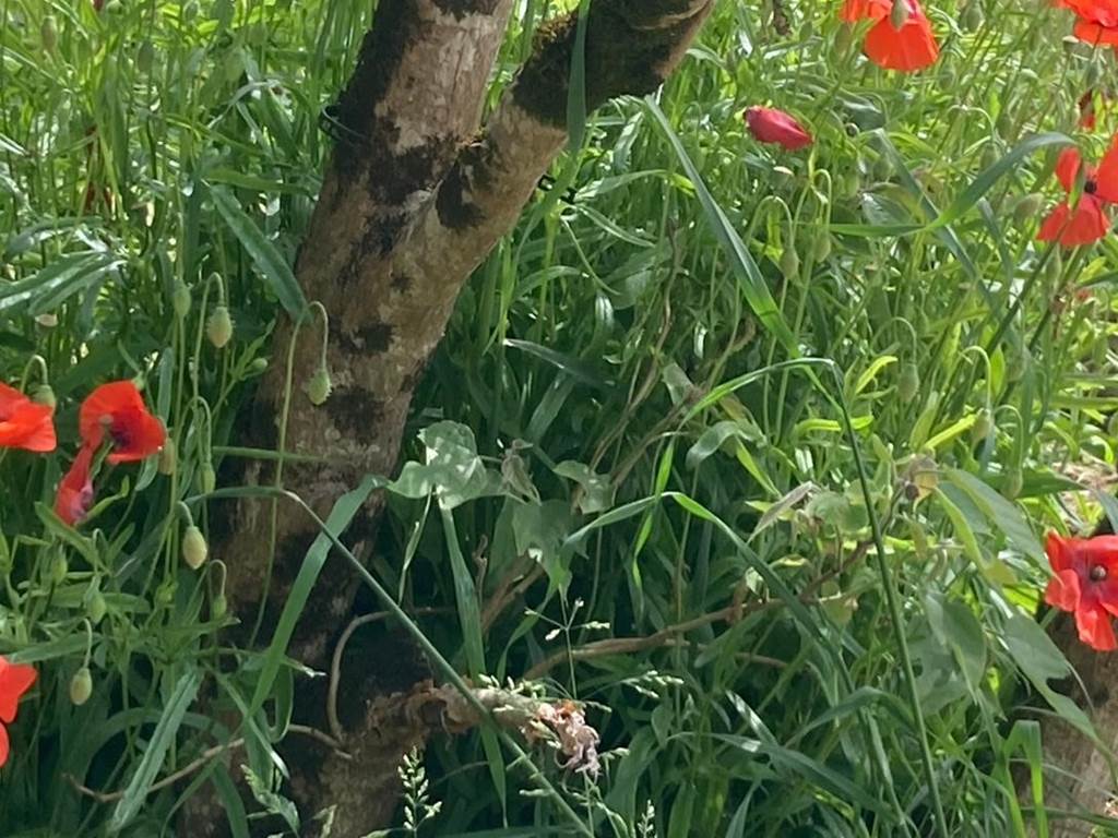 Les coquelicots du jardin