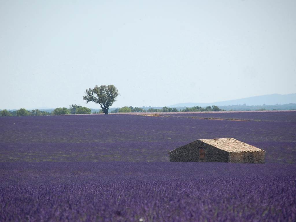 Champ de lavande à Valensole