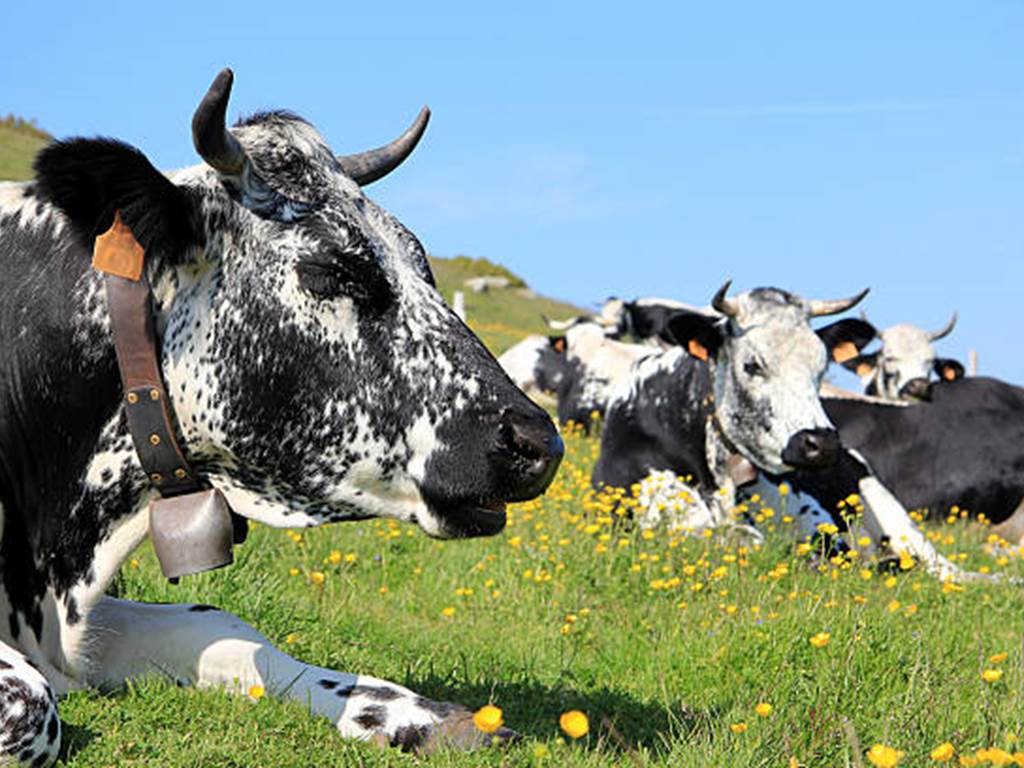 istockphoto-160368375-612x612