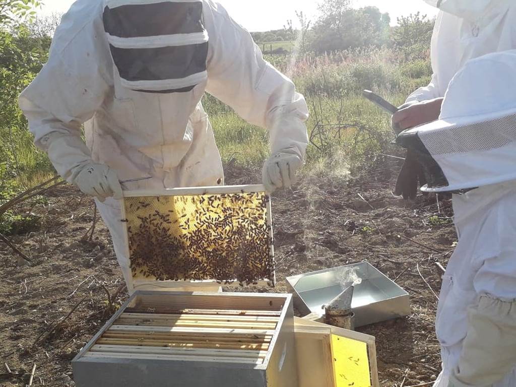 Ateliers autour des abeilles