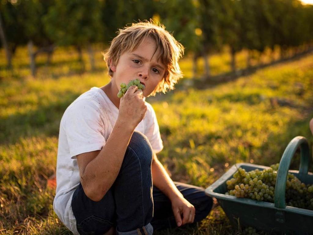 Château Haut Bourcier, Blaye Côtes de Bordeaux, Agriculture en HVE3
