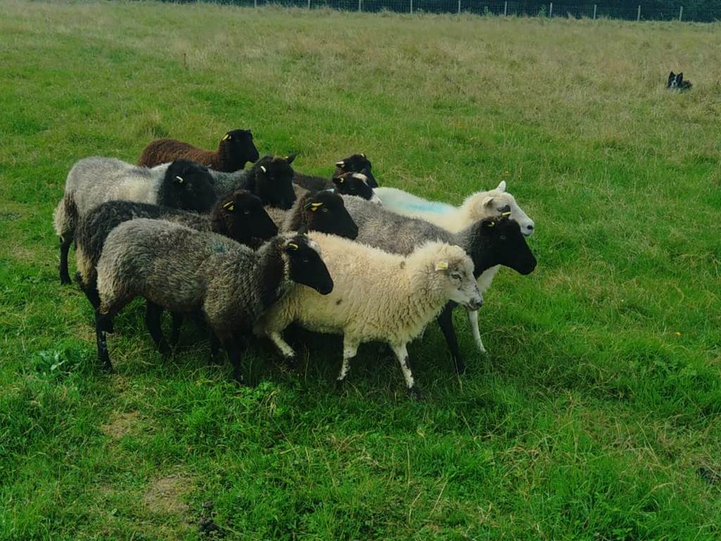 Moutons en eco paturage dans le parc des avril 2025