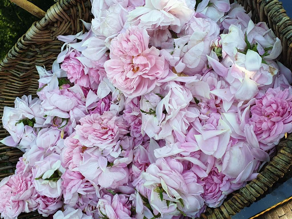Rose-distillation-eau-florale-bretagne-loire-atlantique-koantiz