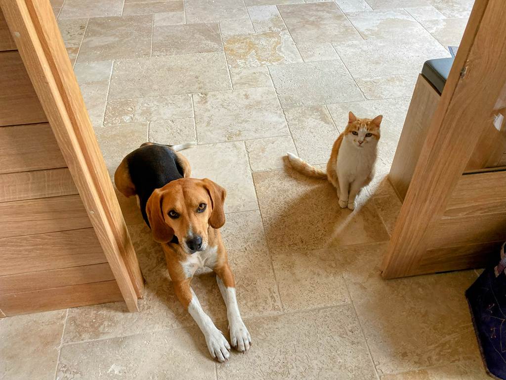 pipistrelles19-chambreshotes-lacdesechemaille-chien-meymac