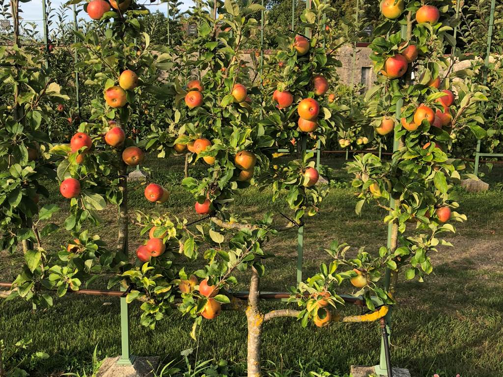 POMMIERS EN ESPALIER DANS LES VERGERS-POTAGERS