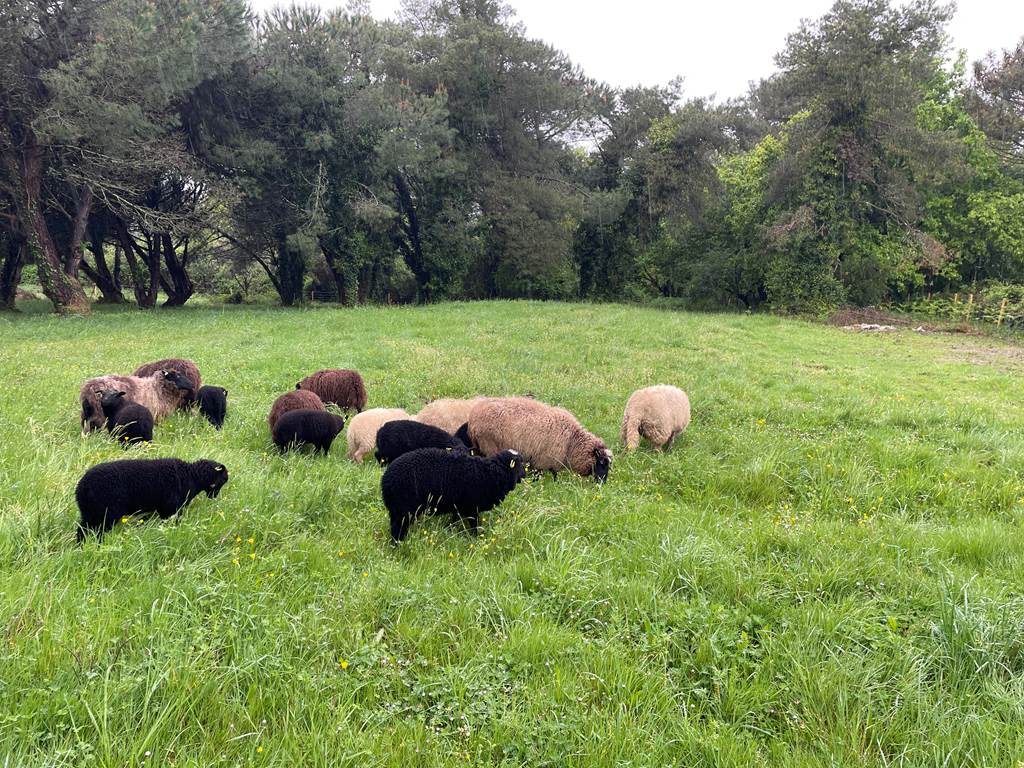 Brebis et agneaux dans le parc