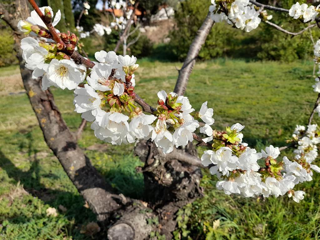 Fleurs Cerisiers 1
