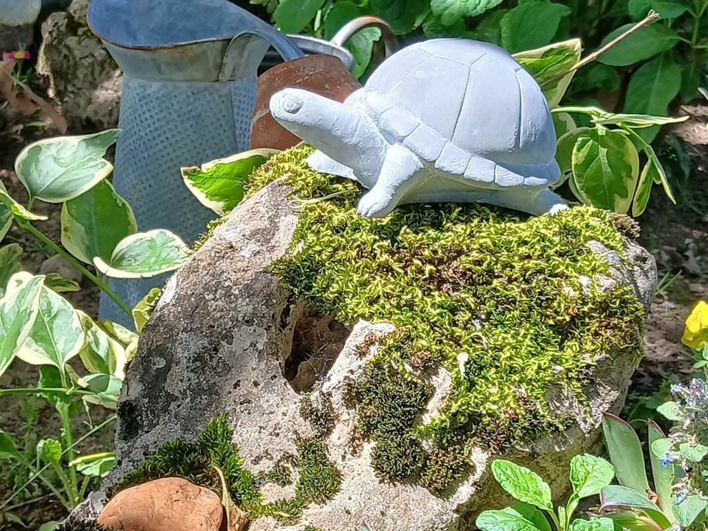 Miss Tortue