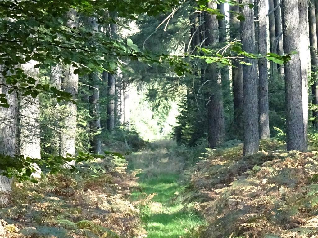 Allée dans les bois