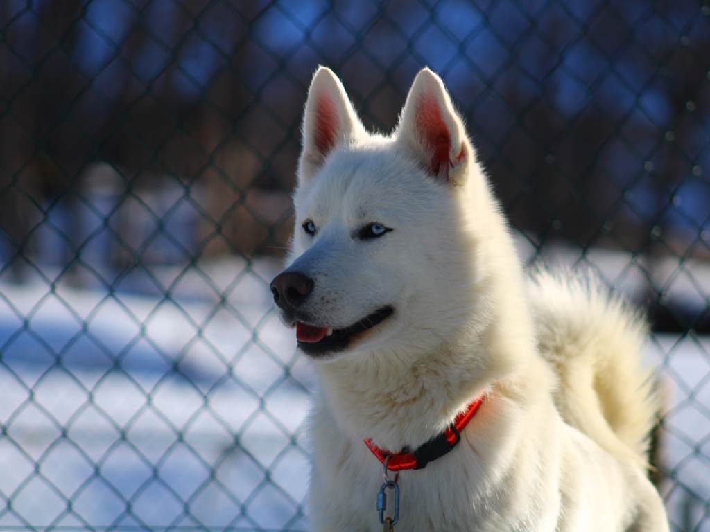 Andro - Husky - Baptême traineau/kart Iraty