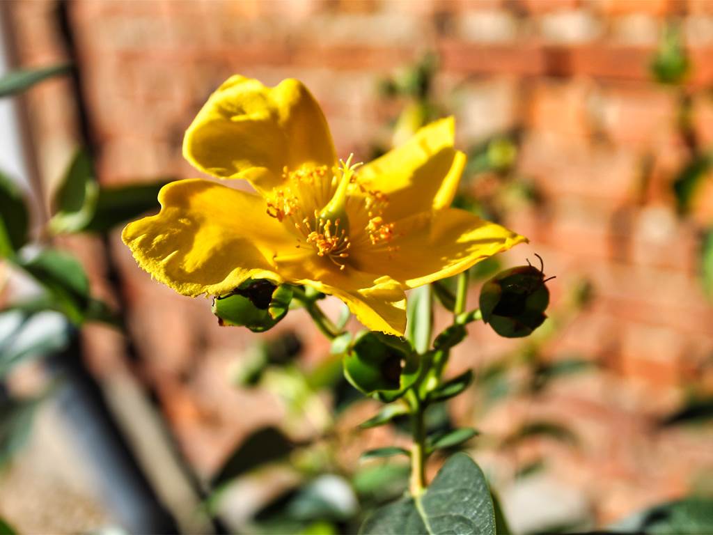 FLeur du Relais de Lou