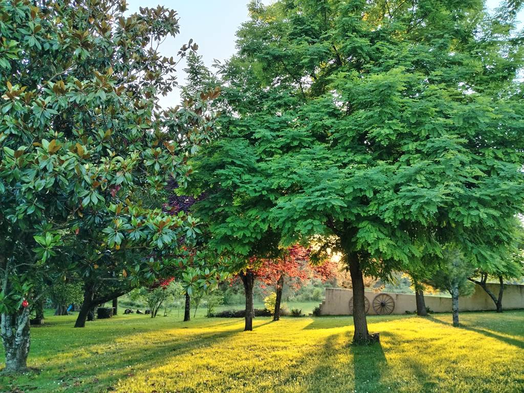 Parc ,différentes essences d'arbres