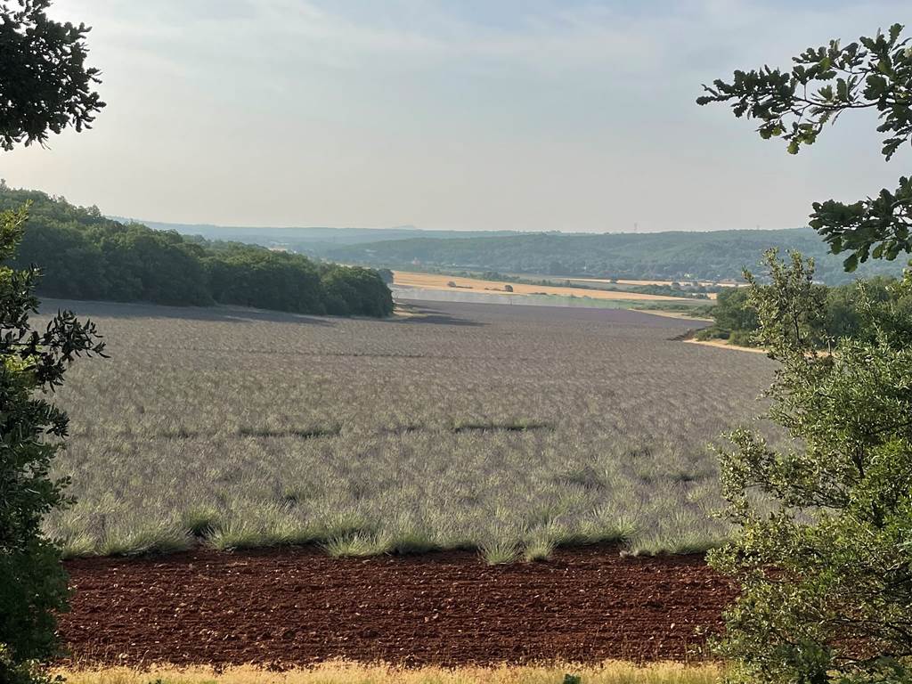 La Provence et ses champs de lavande