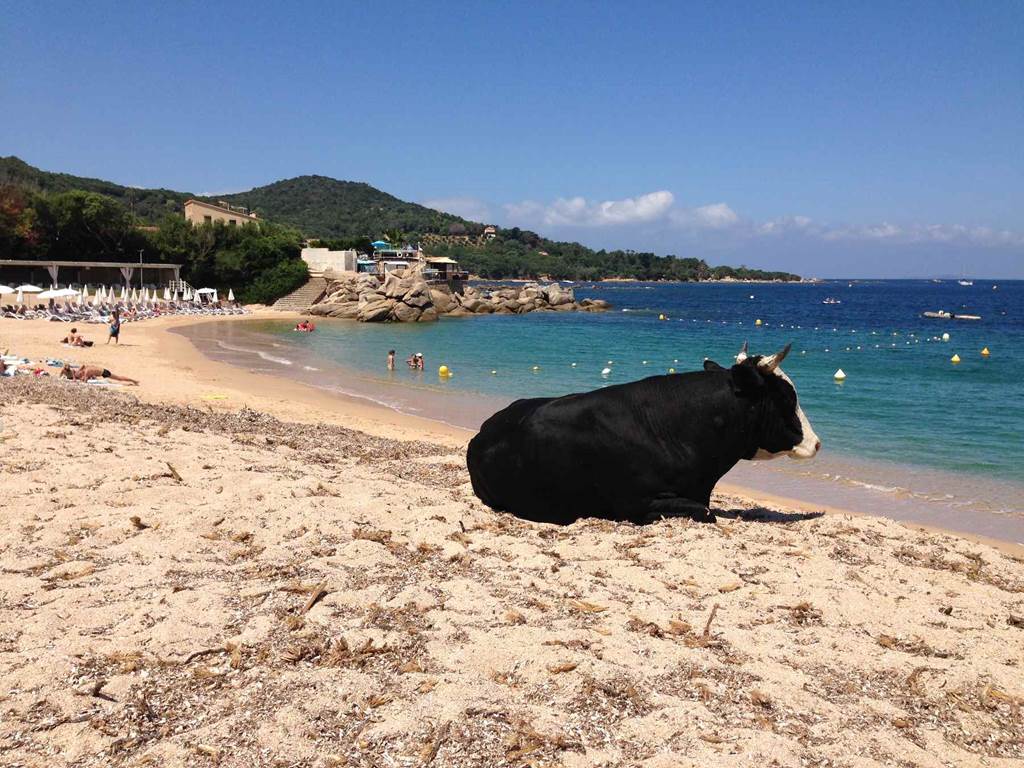 Plage Mar & Sol ... avec des habitant étonnants !