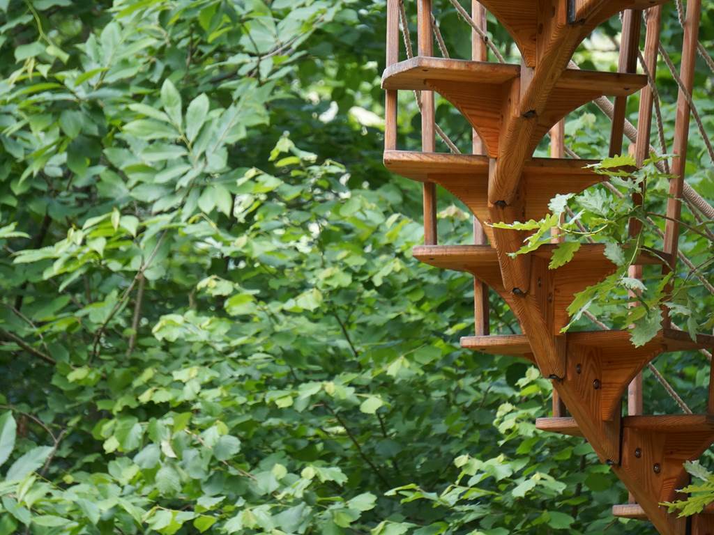 escalier qui s'enroule autour de l'arbre