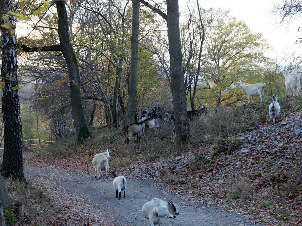 Chèvres sauvages dans un talus accédant au hameau de 'Sur la Heid'
