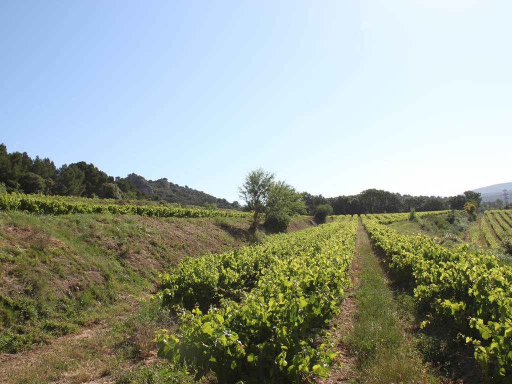 Les vignes en terrasse