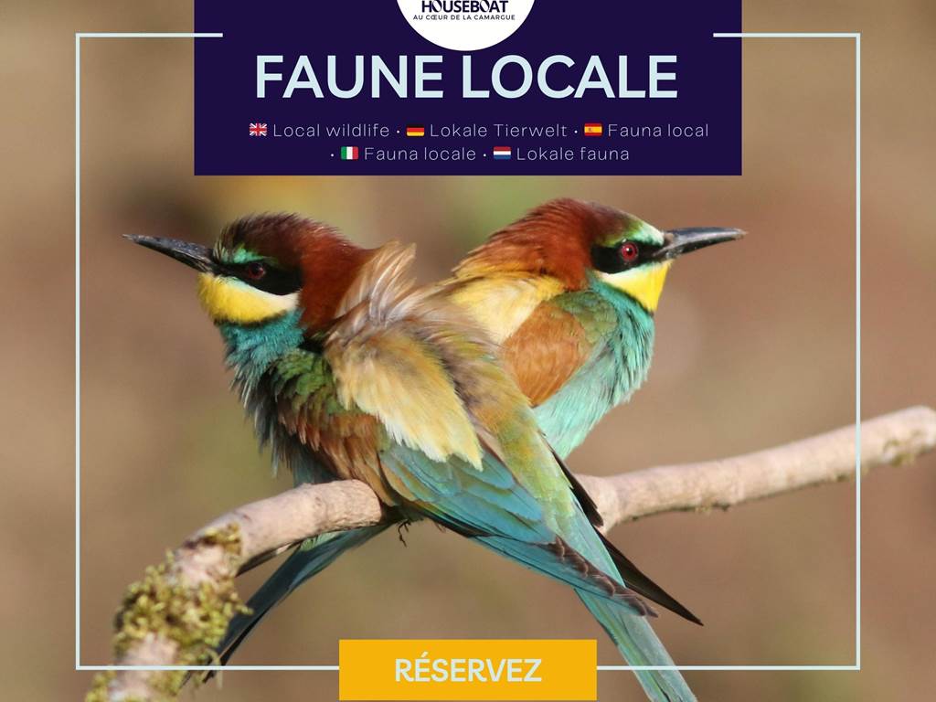 Environnement naturel riche avec faune locale, notamment le guêpier d’Europe, offrant un spectacle coloré et typique des paysages camarguais.