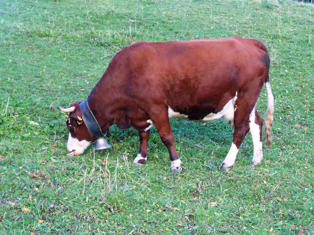 Vache Tarine,
