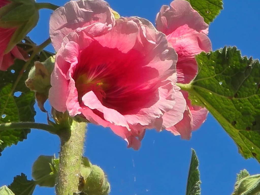 Rose trémière