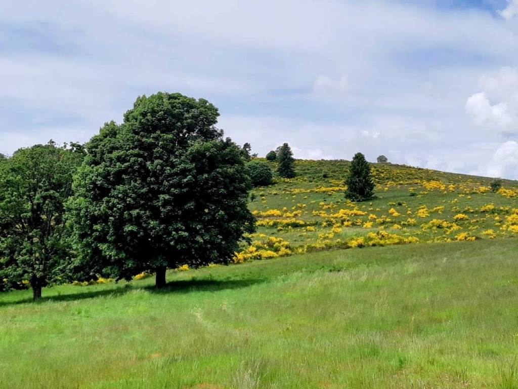 Gite-de-groupe-alsace-vosges-chalet-col-de-la-perheux-prairie