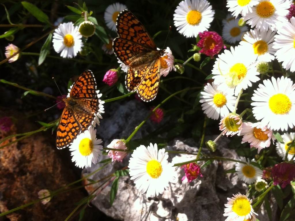 Papillons