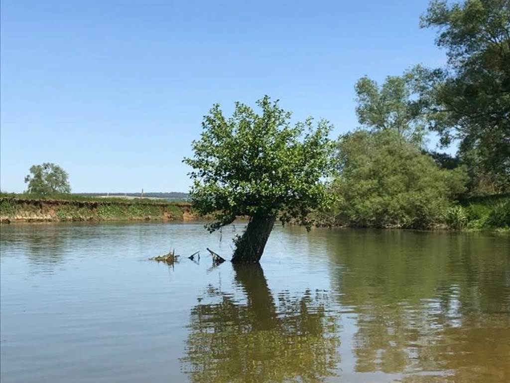 Arbre au milieu de meuse