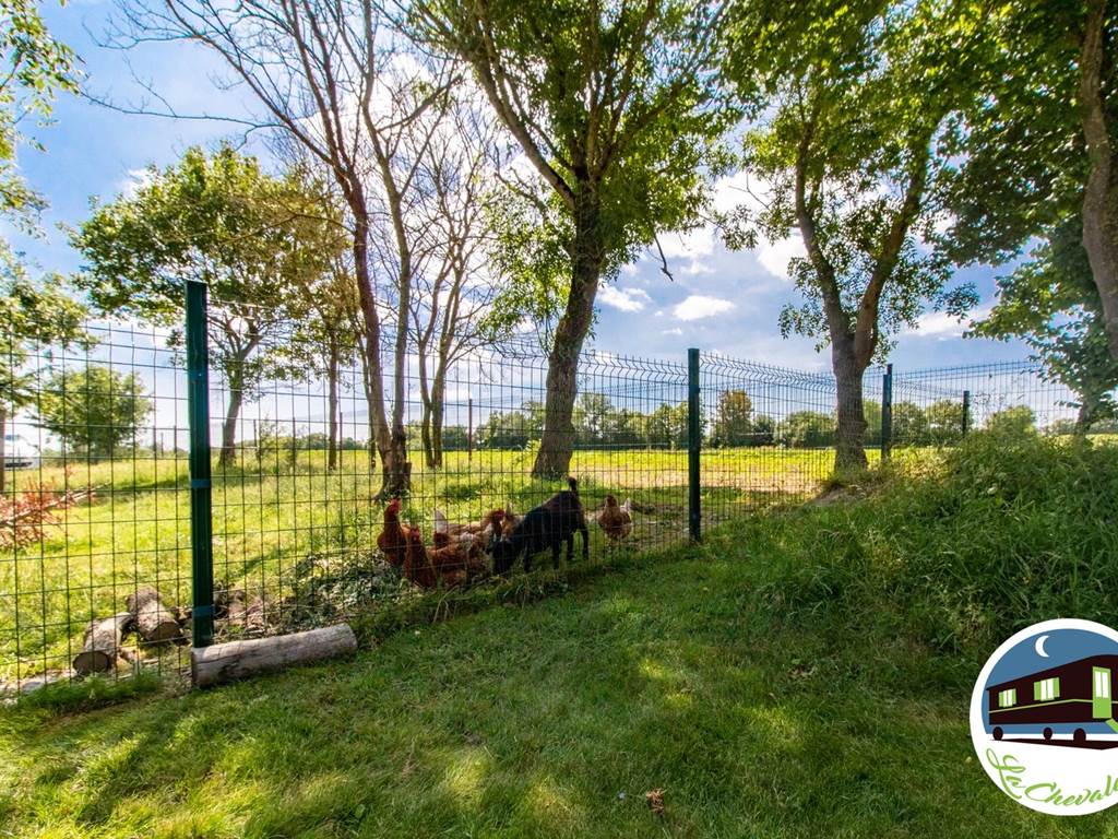 poules-chèvres-paysage-campagne-Angers-gite