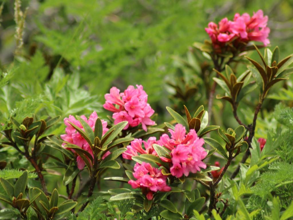 J'aime bien les rhododendrons ....