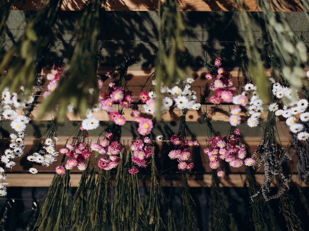 acrocliniums-roses-blancs-sechage-naturel-terralya