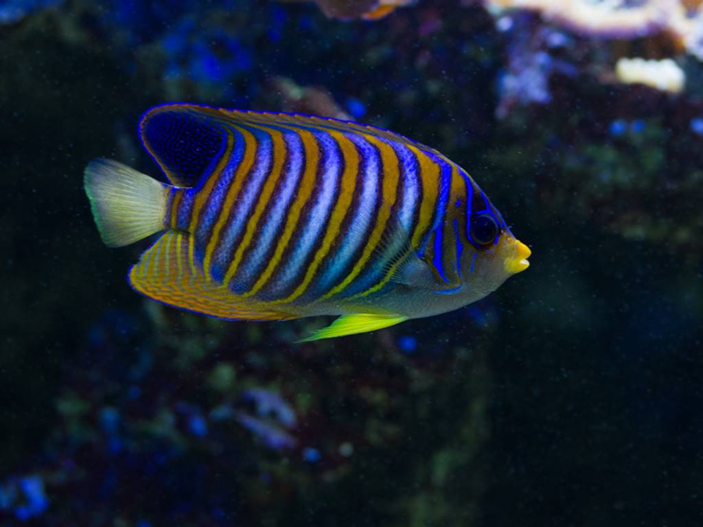 AQUARIUM DU LIMOUSIN A LIMOGES