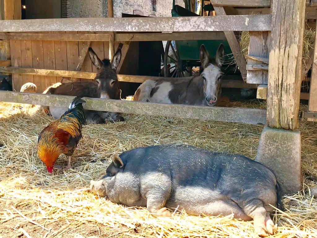anes cochon et coq à la ferme du chateau de saint fargeau