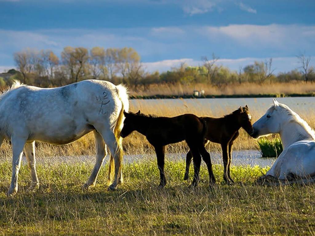 chevaux et poulains de Camargue